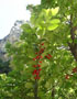 Plants: image 8 0f 19 thumb