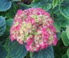 Plants: image 9 0f 19 thumb